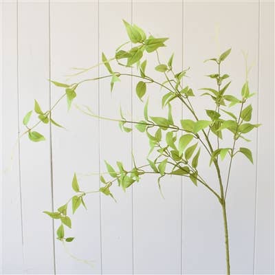 Clematis Leaf Stem