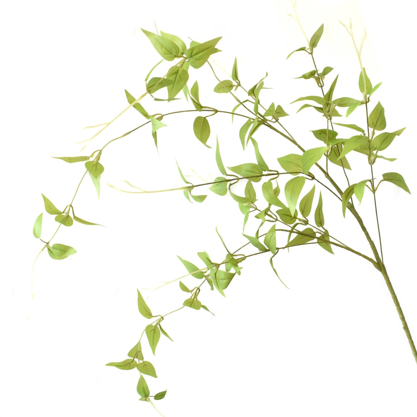 Clematis Leaf Stem